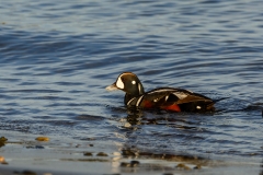 Harlequin Duck