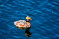 Horned Grebe