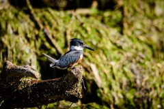 Belted Kingfisher