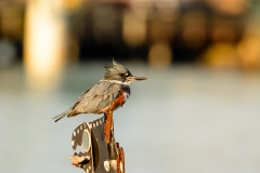 Belted Kingfisher
