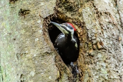 Pileated Woodpecker