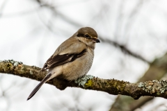 Northern Shrike
