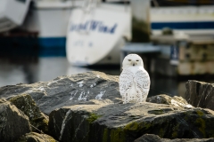 Snowy Owl