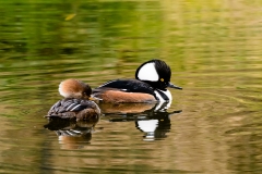 Hooded Mergansers
