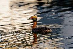 Horned Grebe