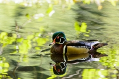 Wood Duck