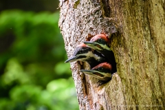 Pileated Woodpecker Babies