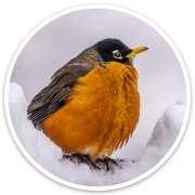 American Robin Sticker