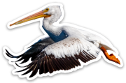 American White Pelican Sticker