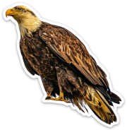 Bald Eagle Sticker