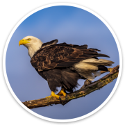 Bald Eagle Sticker