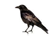 American Crow