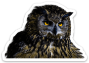 Eurasian-eagle Owl Sticker