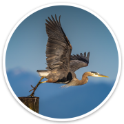 Great Blue Heron Sticker