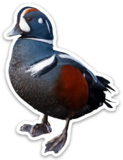 Harlequin Duck Sticker
