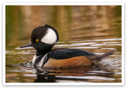 Hooded Merganser Sticker