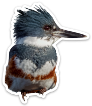 Belted Kingfisher Sticker