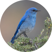 Mountain Bluebird