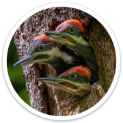 Baby Pileated Woodpeckers Sticker