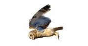 Short-eared Owl Sticker