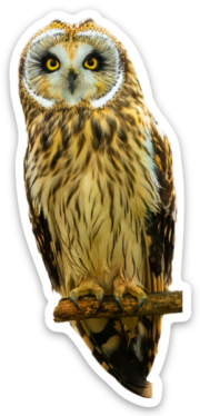 Short-eared Owl