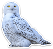 Snowy Owl Sticker