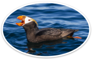 Tufted Puffin Sticker