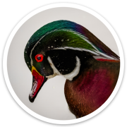 Wood Duck Sticker