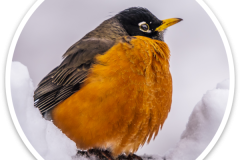 American Robin Sticker