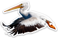American White Pelican Sticker