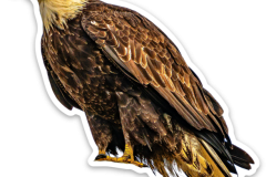 Bald Eagle Sticker