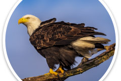 Bald Eagle Sticker