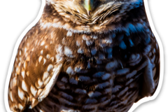 Burrowing Owl Sticker
