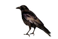 American Crow