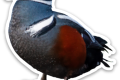 Harlequin Duck Sticker