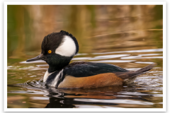 Hooded Merganser Sticker