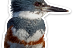 Belted Kingfisher Sticker