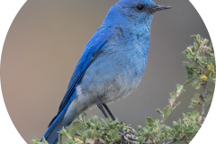 Mountain Bluebird