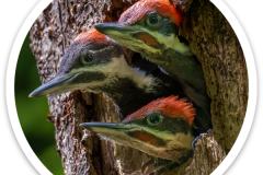 Baby Pileated Woodpeckers Sticker