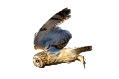 Short-eared Owl Sticker