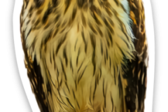 Short-eared Owl