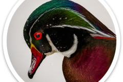 Wood Duck Sticker