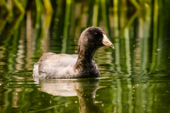 American Coot