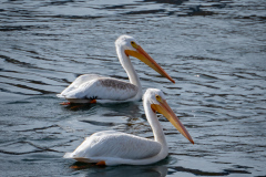 American White Pelican