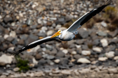 American White Pelican