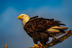 Bald Eagle