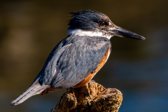Belted Kingfisher