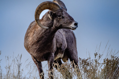 Bighorn Sheep