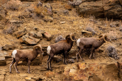 Bighorn Sheep