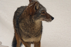 Coyote